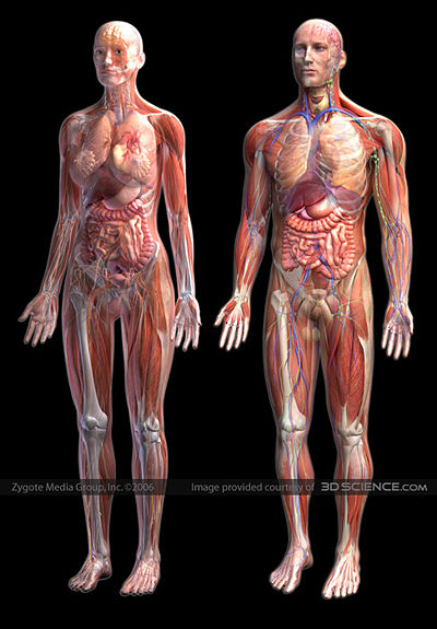 http://hanyakatasatya.files.wordpress.com/2010/01/400px-human-anatomy-zygote.jpg